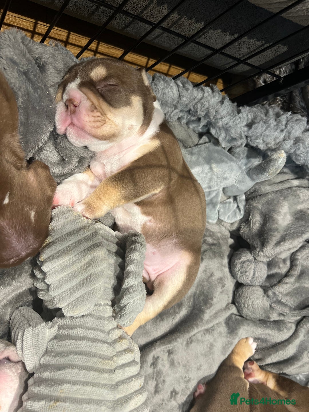 English Bulldog dogs for sale: Chunky English Bulldog Puppies  - Image 24