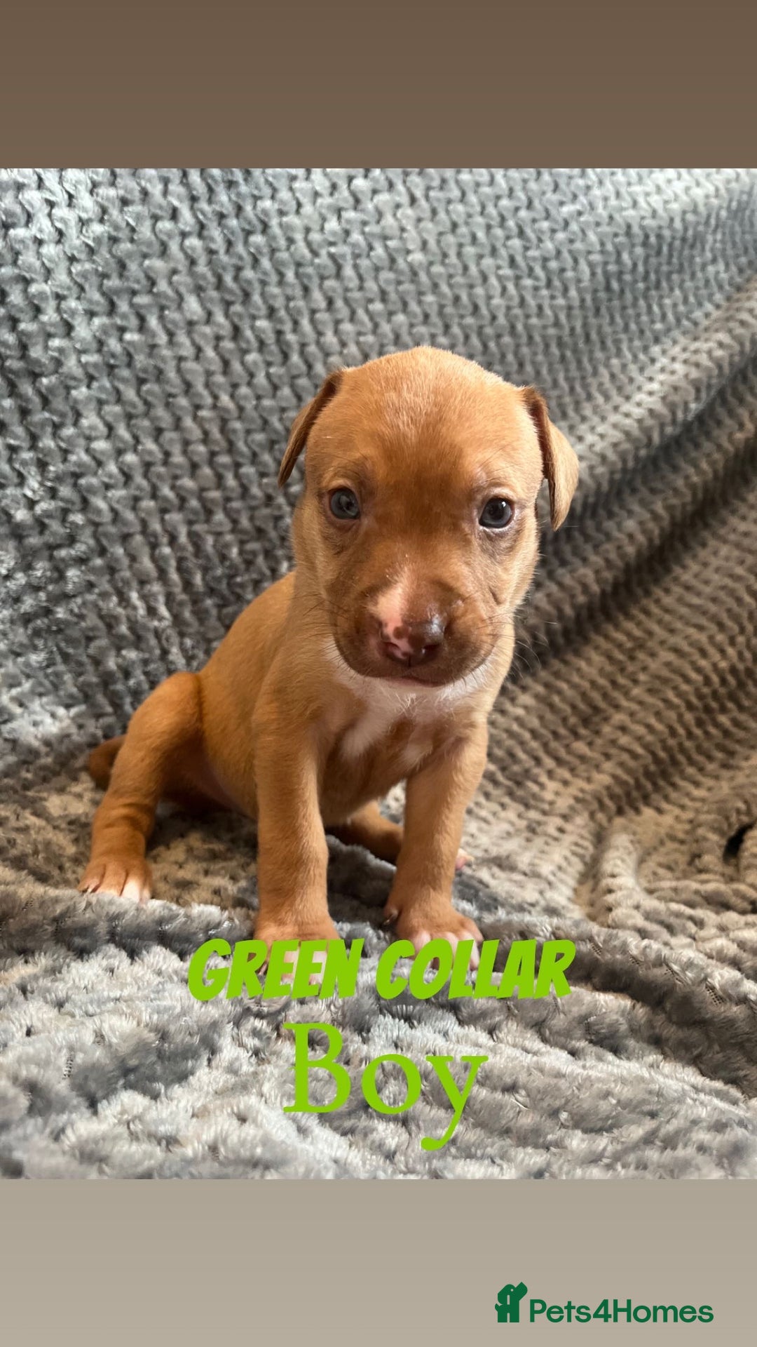 Mixed Breed dogs for sale: 11 Lurcher x Staffy pups for Sale! - Advert 25