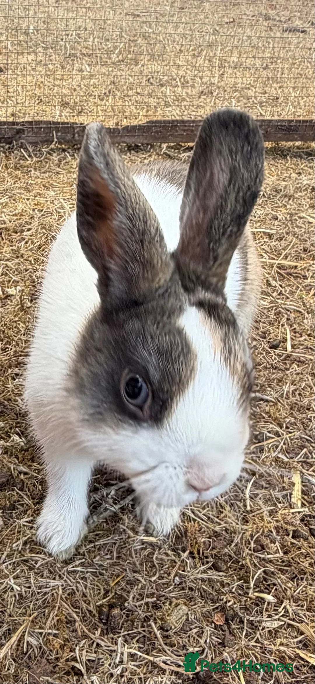 Mixed Breed rabbits for sale: 2 males mini Lop x  in Cullompton - Advert 6