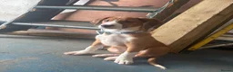 Border Collie dogs for sale: Cute collie  in Larkhall - Advert 2