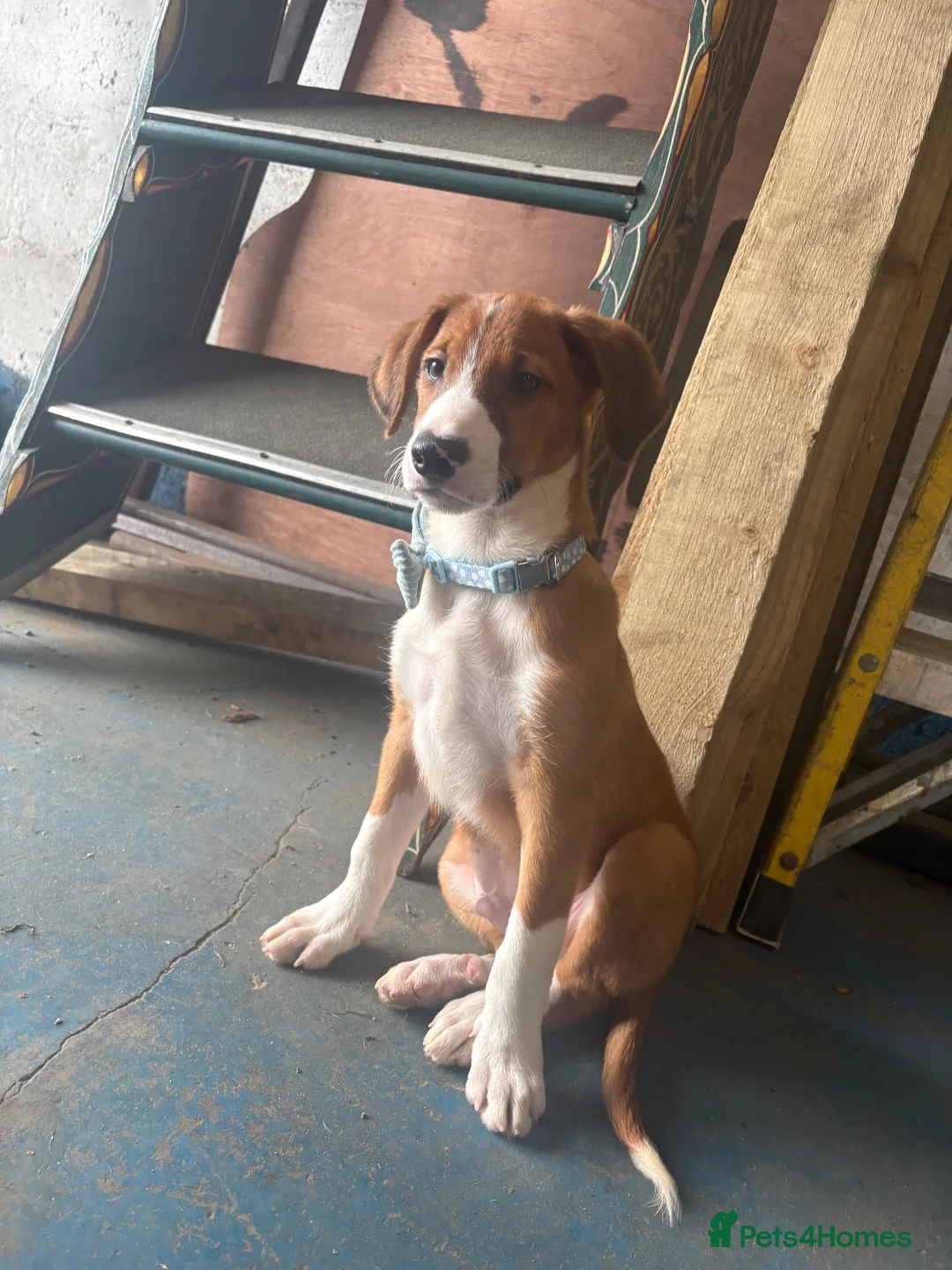 Border Collie dogs for sale: Cute collie  in Larkhall - Advert 2