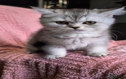 British Shorthair cats for sale: 🐾❣️ Beautiful BSH last Girl 💕 PEDIGREE - Image 4