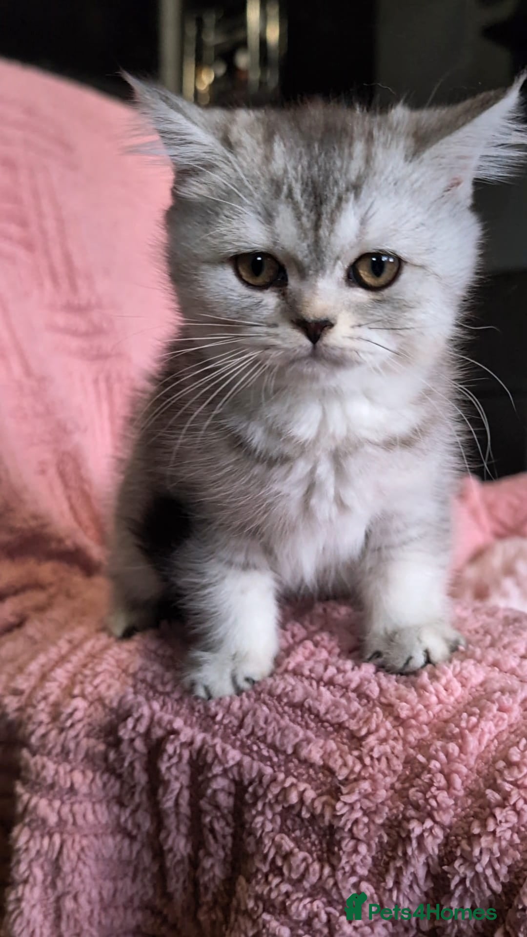 British Shorthair cats for sale: 🐾❣️ Beautiful BSH last Girl 💕 PEDIGREE - Image 4