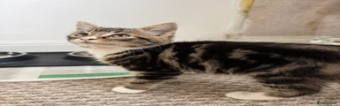 Tabby 