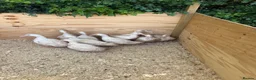 Ducks poultry for sale: Cherry valley young females - Advert 4
