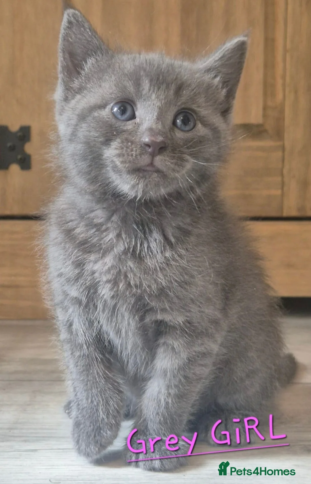 Mixed Breed cats for sale: 4 Beautiful Kittens  - Advert 15