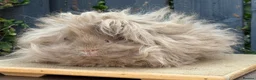 Guinea Pig rodents for sale: Purebred Lunkarya - Advert 5