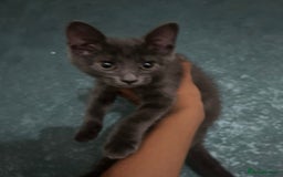 British Shorthair cats for sale: 3 beautiful British short hair - Image 3