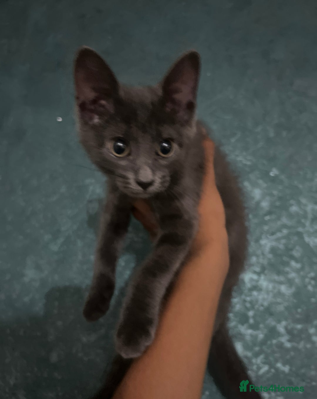 British Shorthair cats for sale: 3 beautiful British short hair - Image 3