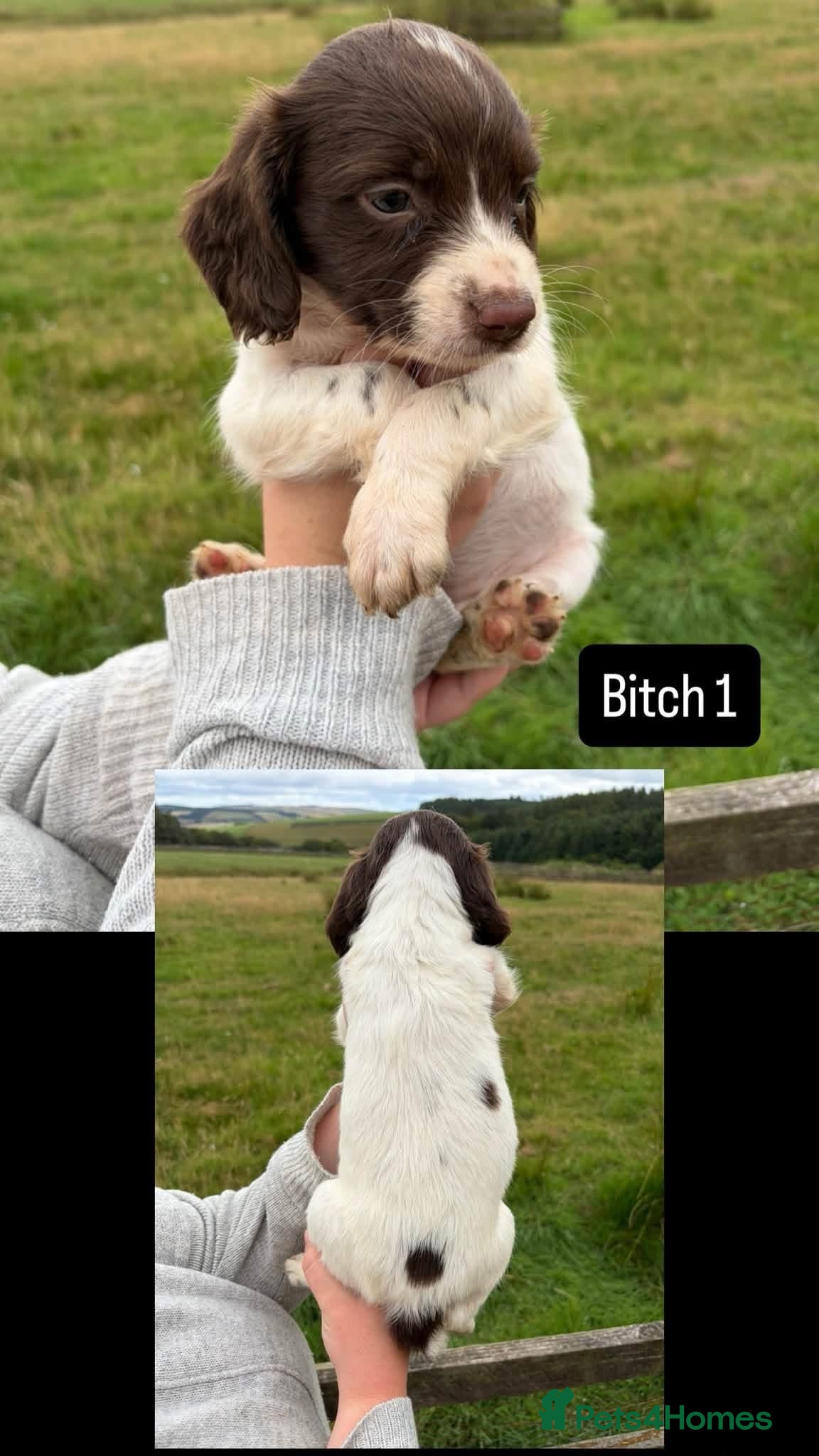 English Springer Spaniel dogs KC Springer Spaniel pups for sale - Advert 3