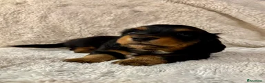 Miniature Dachshund Black and Tan 