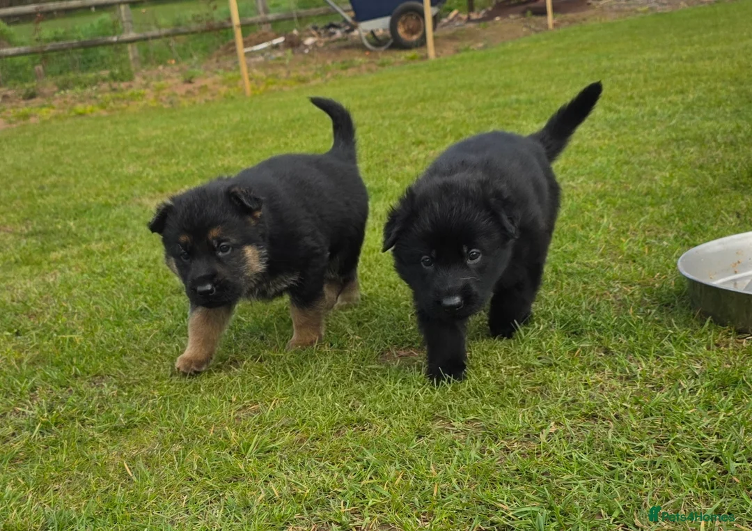 German Shepherd dogs for sale: 3 stunning chunky straight back boys in Droitwich - Advert 2