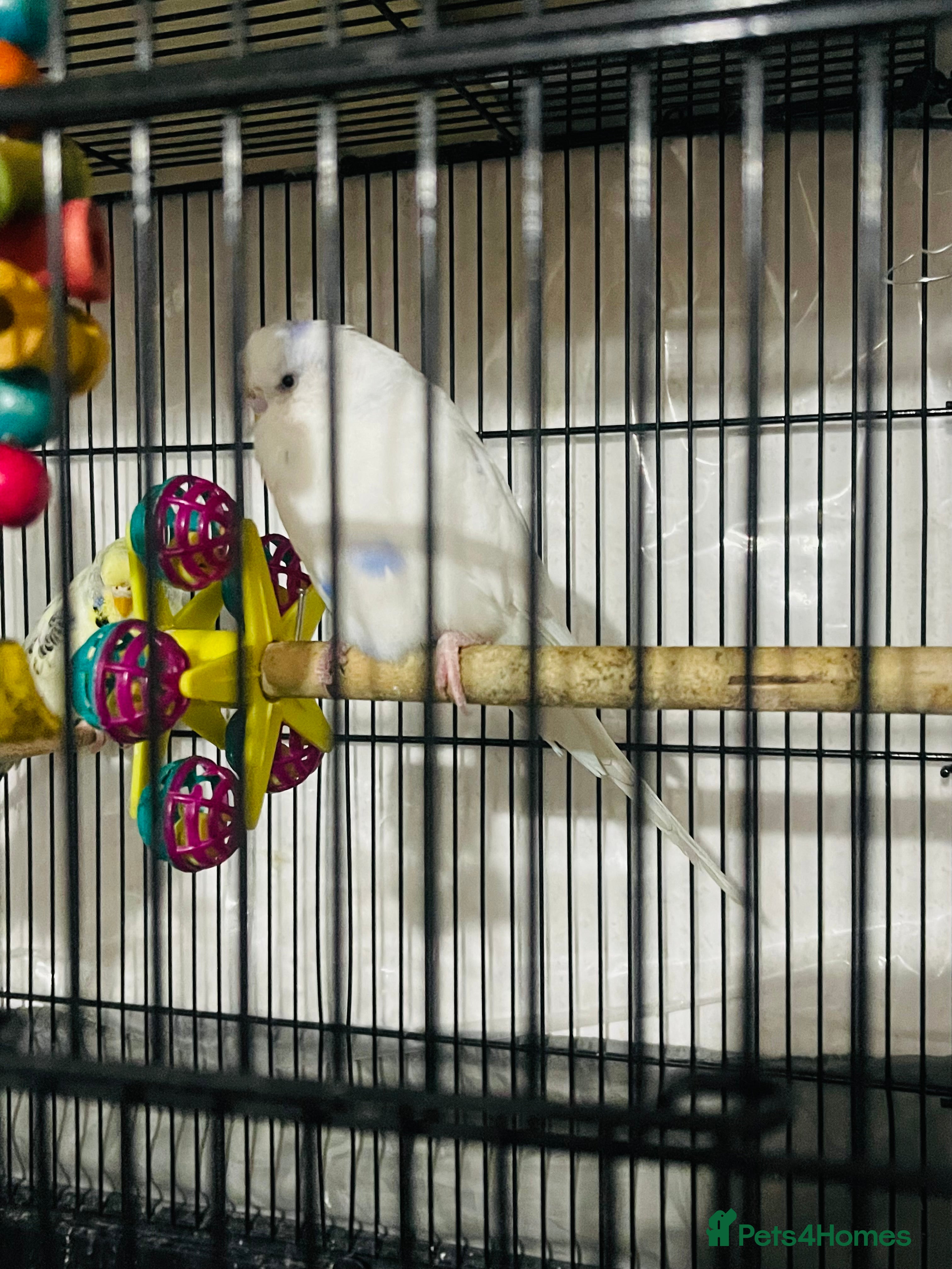 Budgerigars birds Male budgies - Advert 1