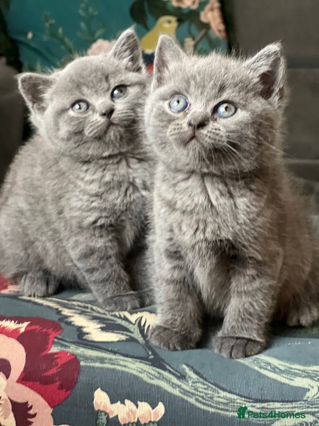 British Shorthair cats for sale: Beautiful British Shorthair Kittens Home Raised  - Advert 9