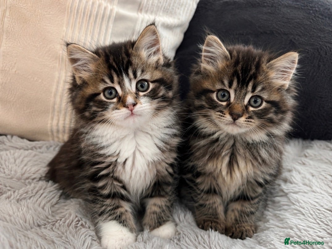 Mixed Breed cats Stunning Siberian Tabby Kittens Ready Now! - Advert 8