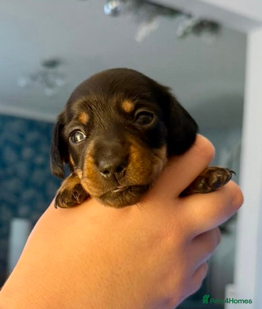 Miniature Dachshund dogs for sale: Miniature Dachshund Puppies  - Advert 7