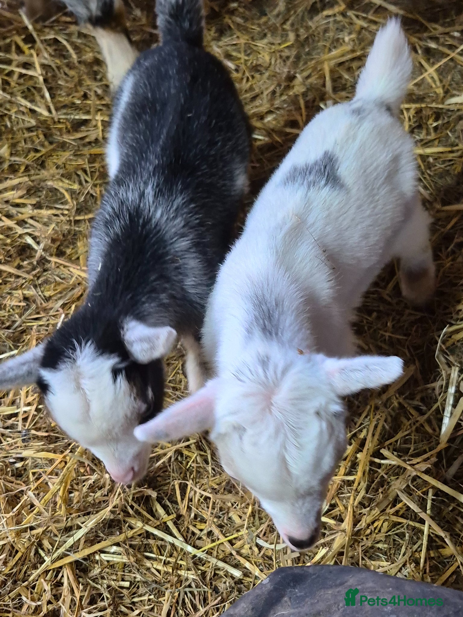 Goats livestock Pygmy goat wether twins - Advert 6