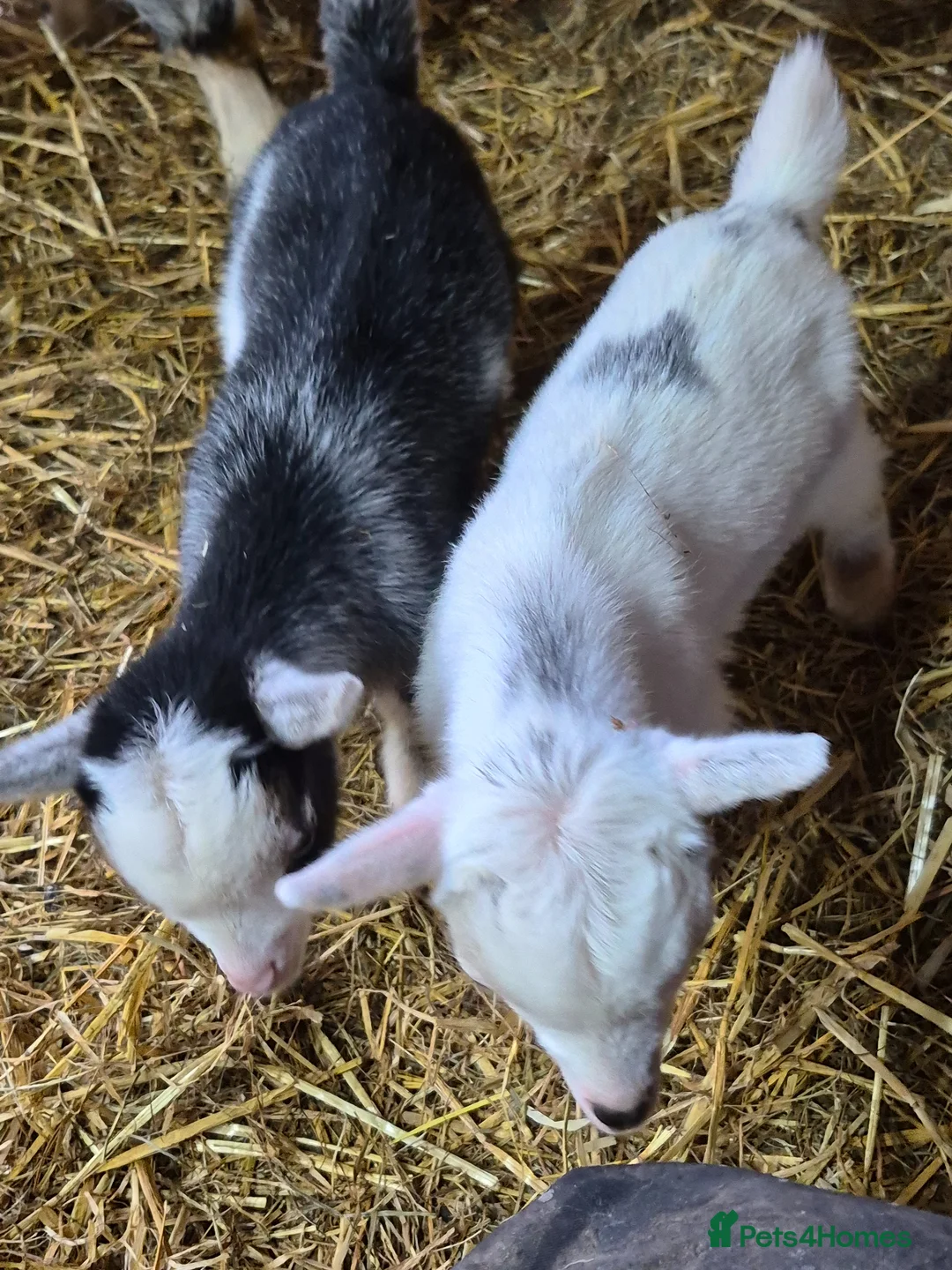 Goats livestock for sale: Pygmy goat wether twins - Advert 1