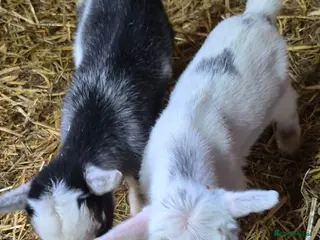 Goats livestock Pygmy goat wether twins - Advert 6