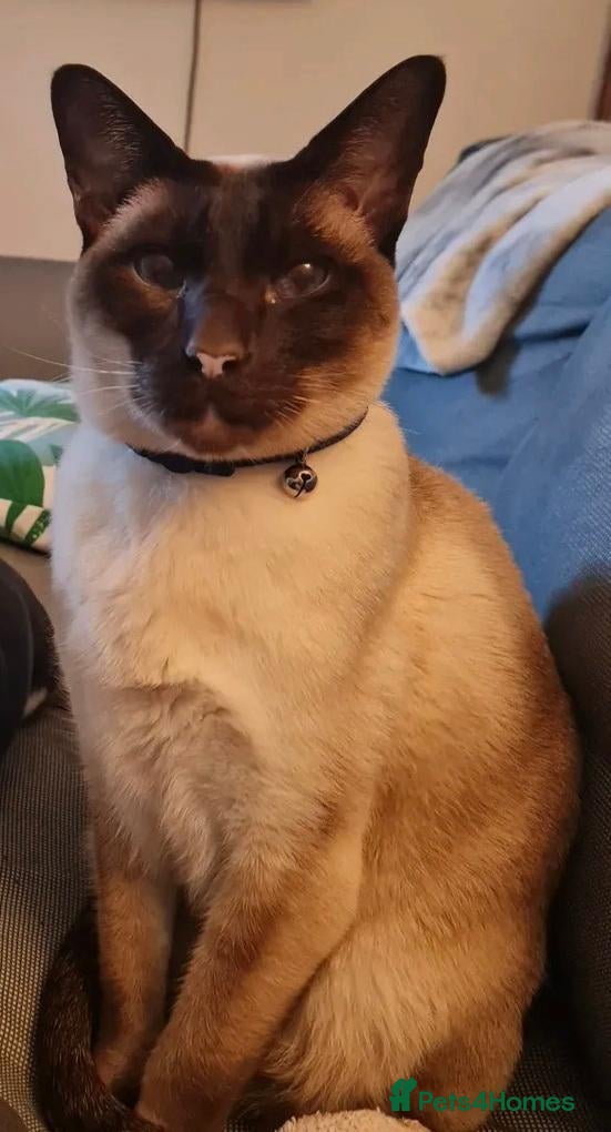 Siamese cats Siamese  - Advert 1