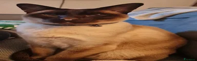 Siamese 1