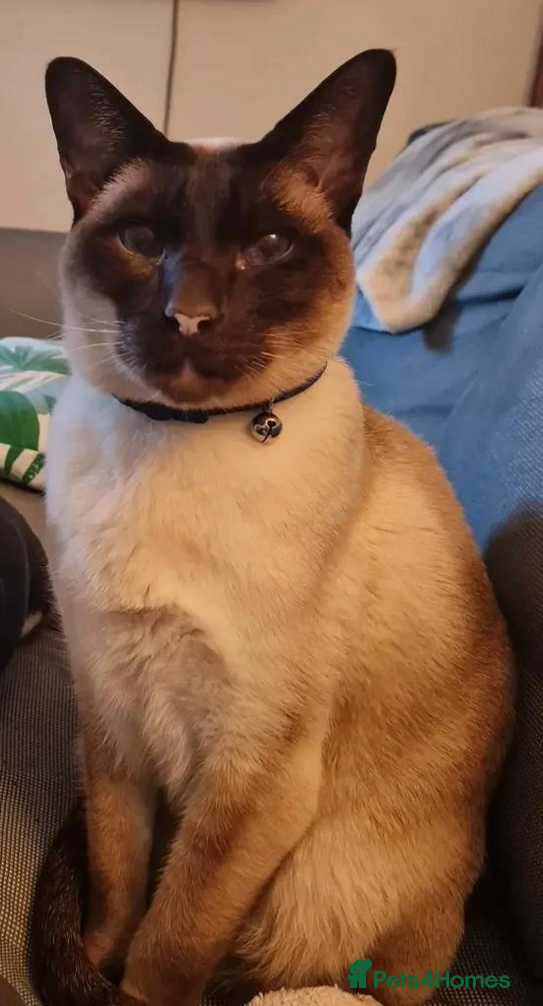 Siamese cats for sale: Siamese  in Hatfield - Advert 1