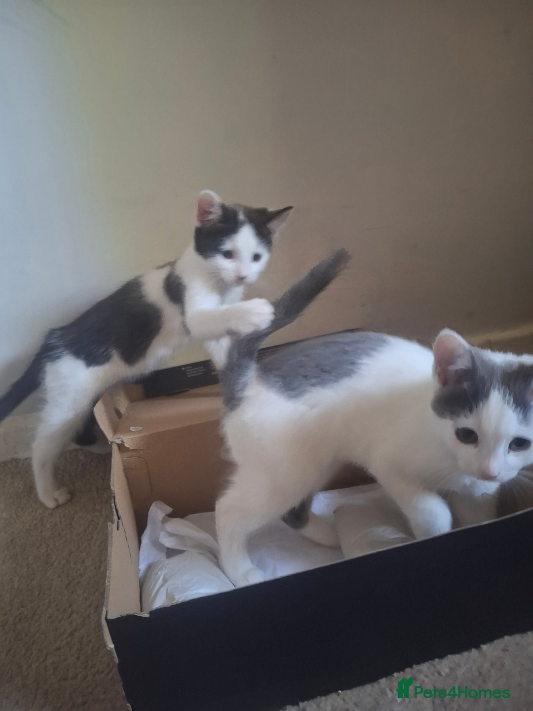 Mixed Breed cats for sale: Kittens - Image 3