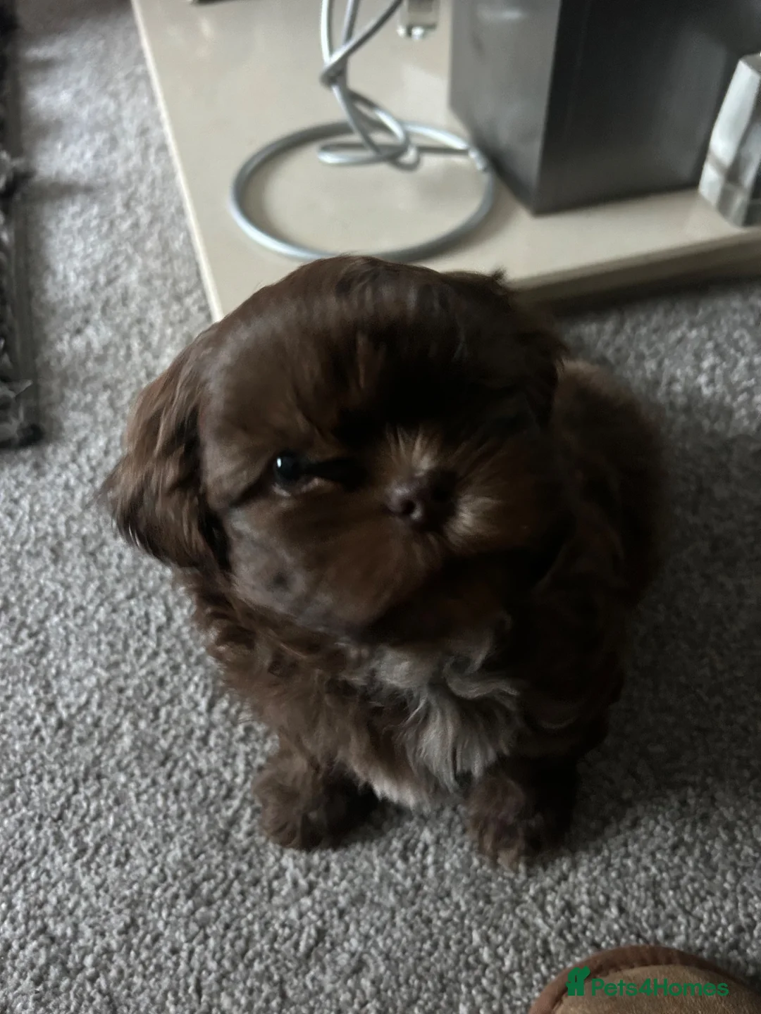 Shih Tzu dogs for sale: Chocolate Imperial Shihtzu - Advert 1