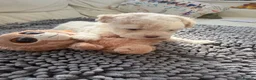 Bichon Frise dogs for sale: Beautiful Bichon Frise Puppies in Luton - Advert 11