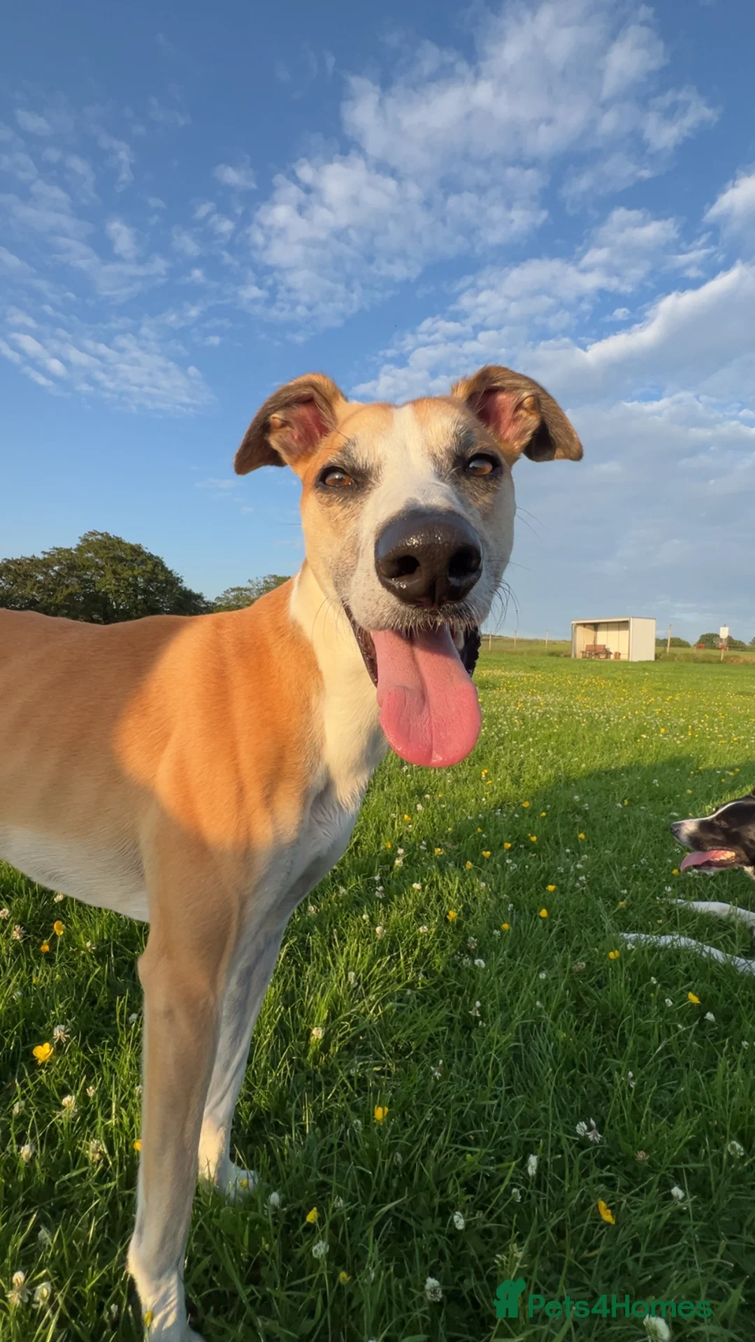 Lurcher dogs for stud: Lurcher for stud - Advert 15