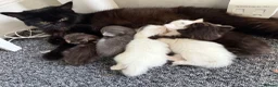 Turkish Angora cats for sale: Turkish angora mix with Persian - Advert 1