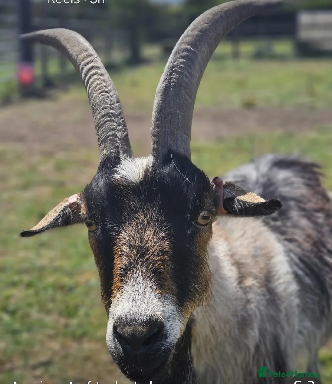 Goats livestock for sale: TWO GREAT PYGMY GOAT WETHERS  - Advert 3