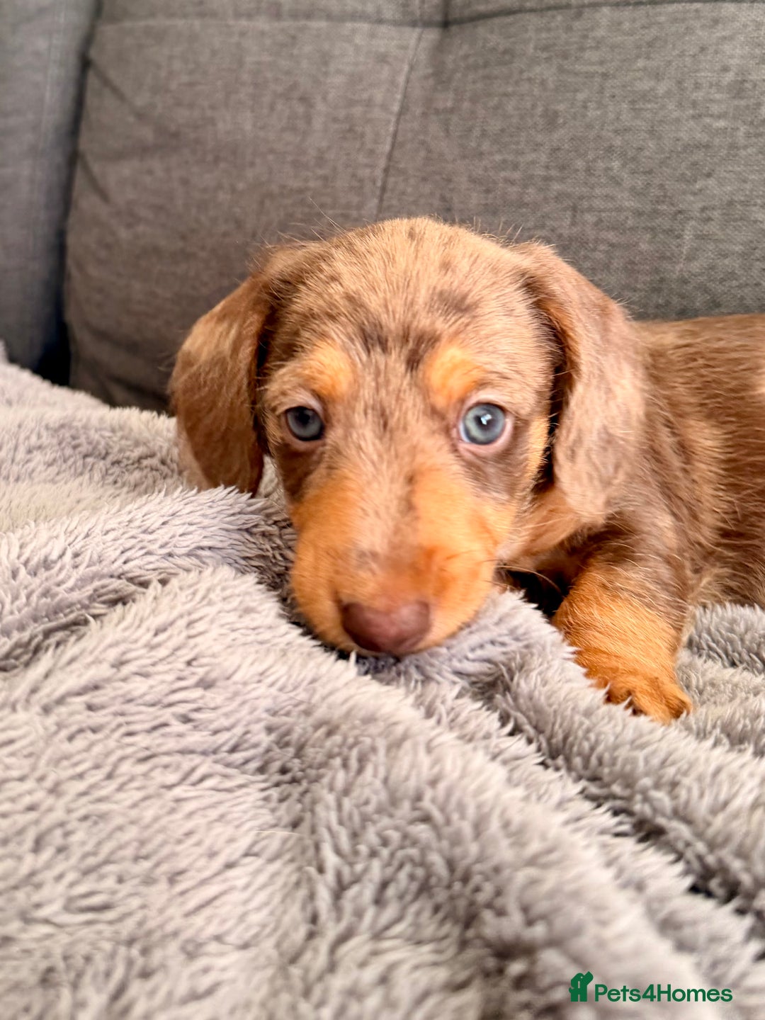 Mixed Breed dogs for sale: Mini Dachshund × Dachshund Cockapoo - Advert 6