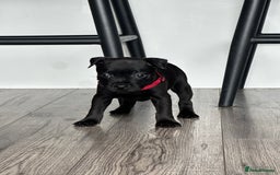 Staffordshire Bull Terrier dogs for sale: 🔥 Stunning Staffordshire Bull Terriers 🔥 - Image 23