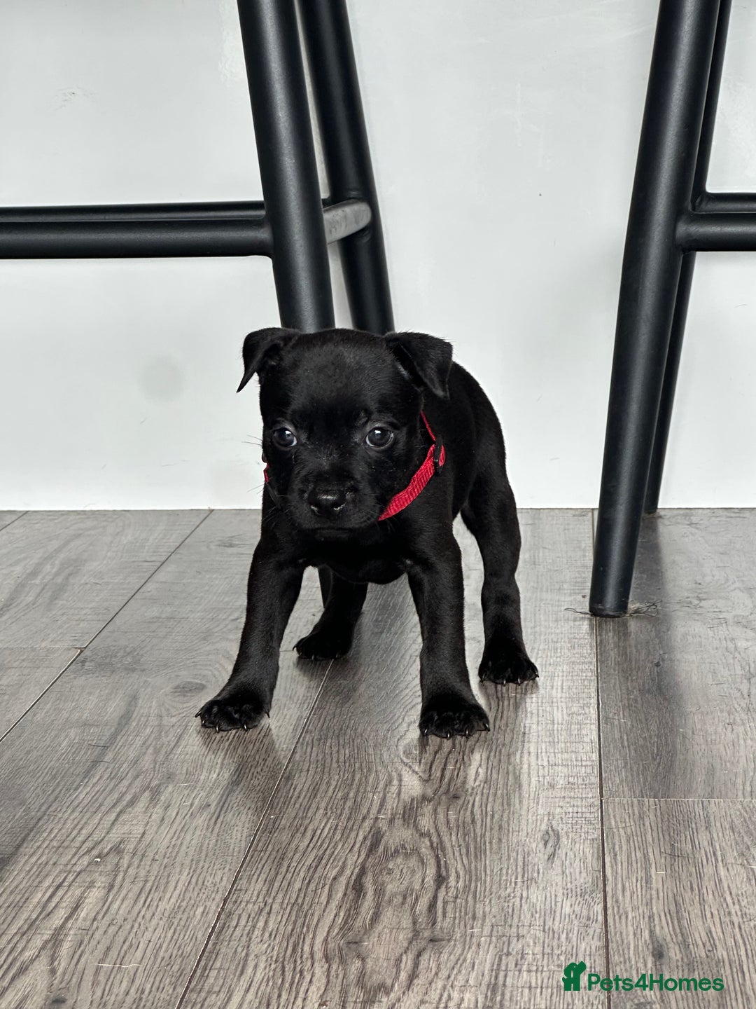 Staffordshire Bull Terrier dogs for sale: 🔥 Stunning Staffordshire Bull Terriers 🔥 - Image 23