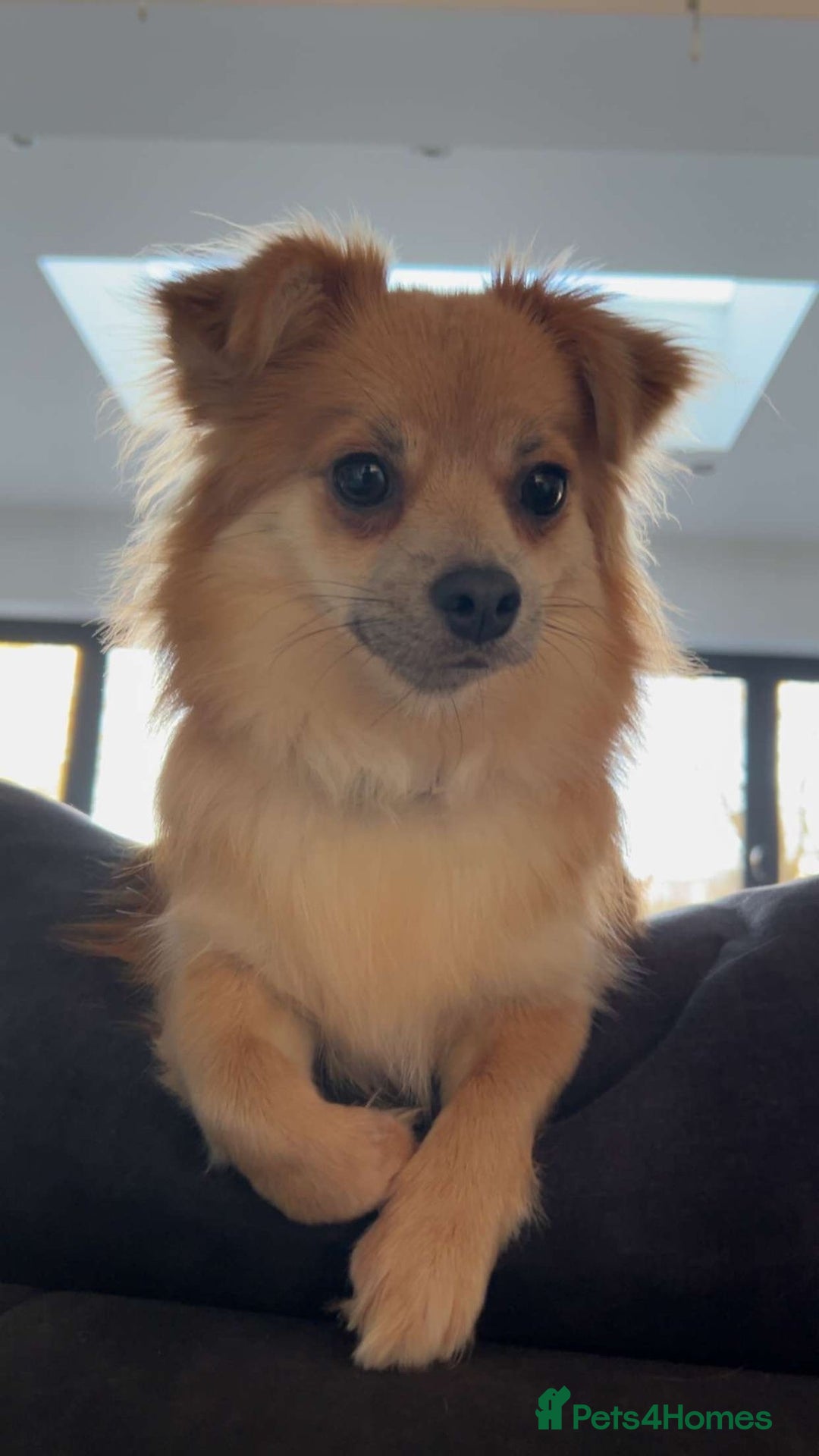 Pomchi dogs for sale: GOOD HOME ONLY - Advert 1