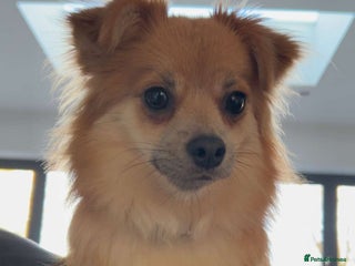 Pomchi dogs GOOD HOME ONLY - Advert 3