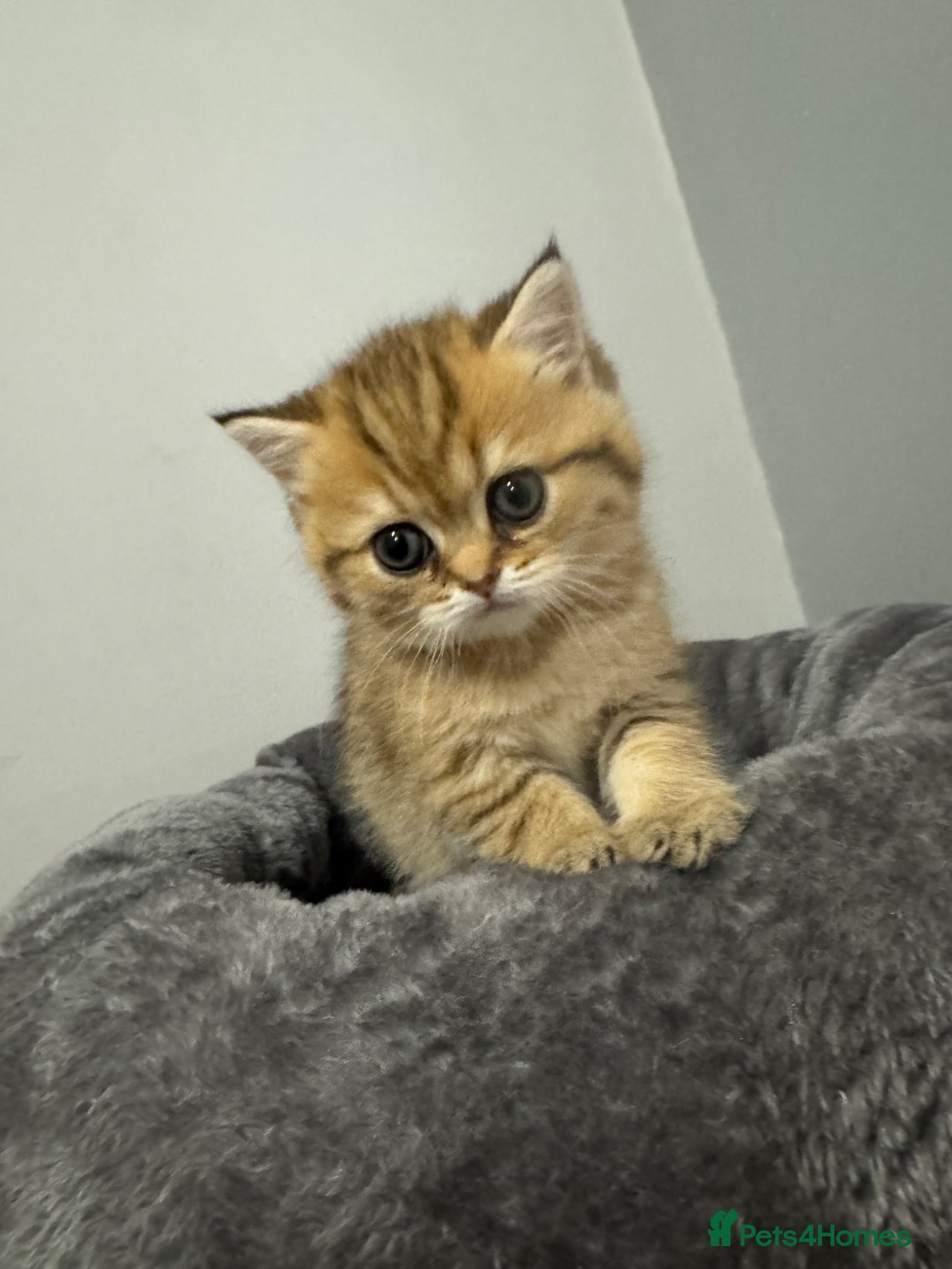 British Shorthair cats British Shorthair Golden Kitten - Advert 1