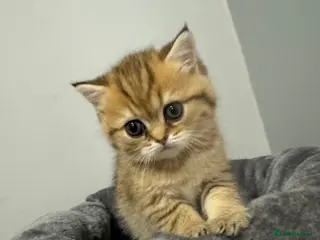 British Shorthair cats British Shorthair Golden Kitten - Advert 1