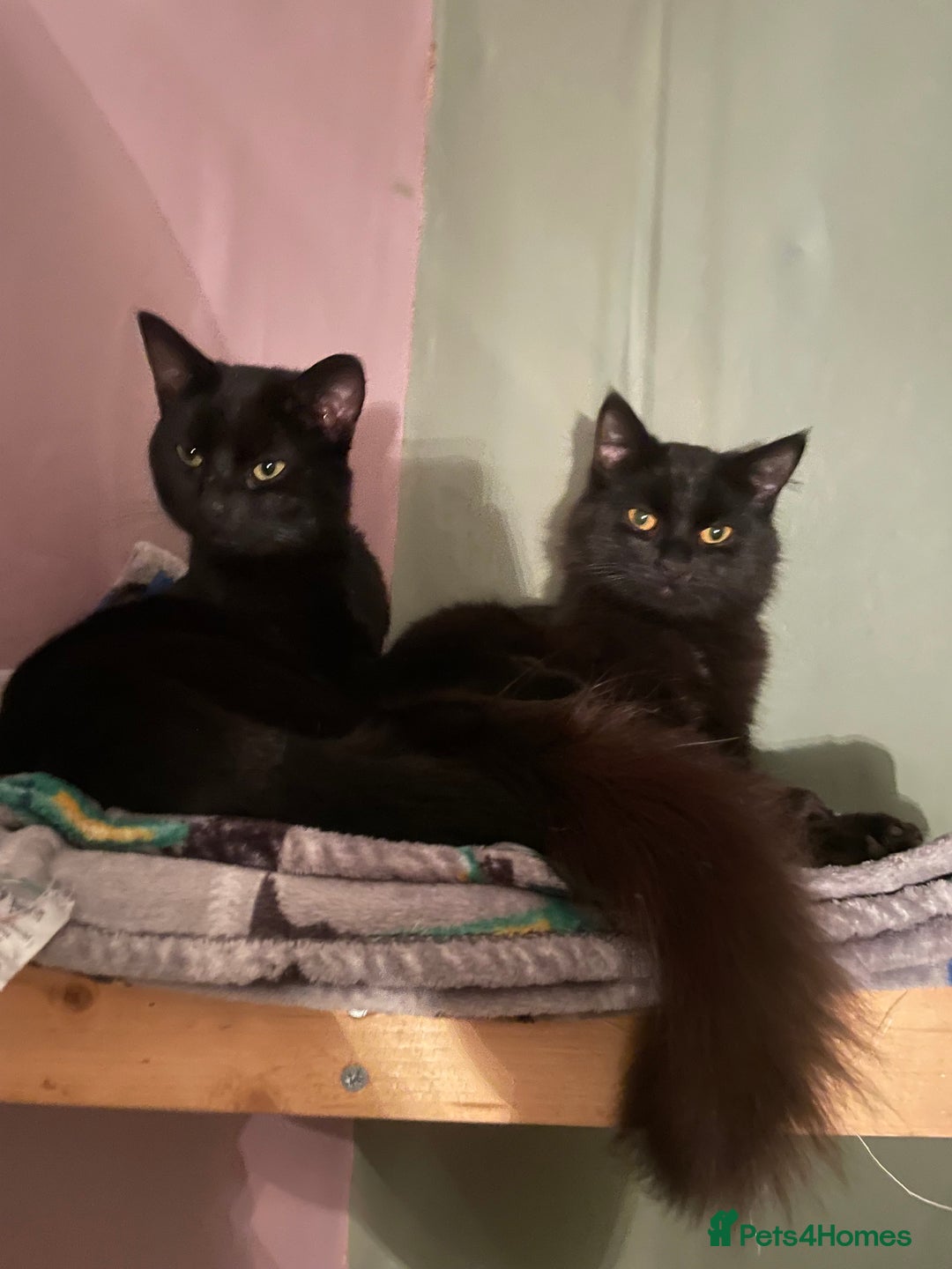 Mixed Breed cats for sale: Loving cat looking for new home - Advert 2