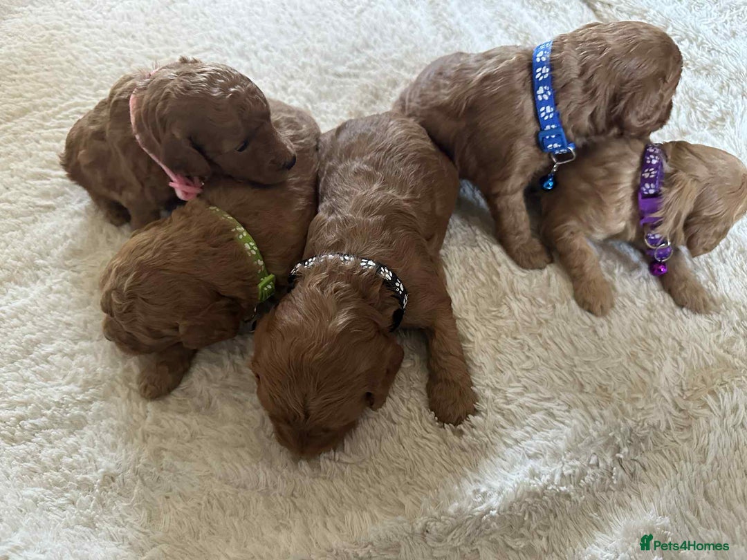 Cockapoo dogs for sale: Gorgeous F1b cockapoo puppies  - Advert 14