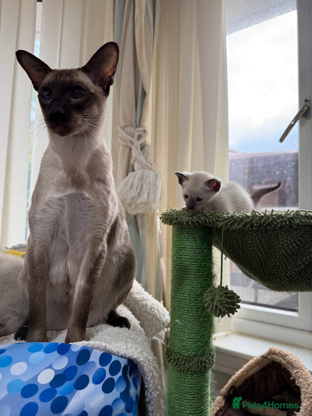 Siamese cats for sale: Siamese seal points  - Image 3
