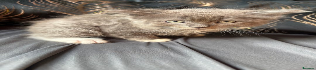 Persian Kitten 2