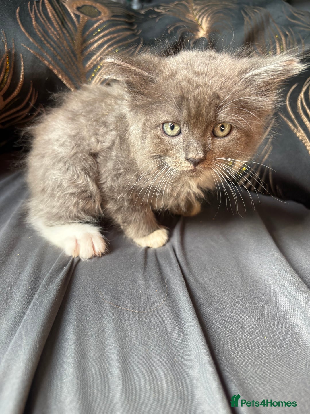 Persian cats for sale: Persian x ragdoll kittens all boys  - Image 11