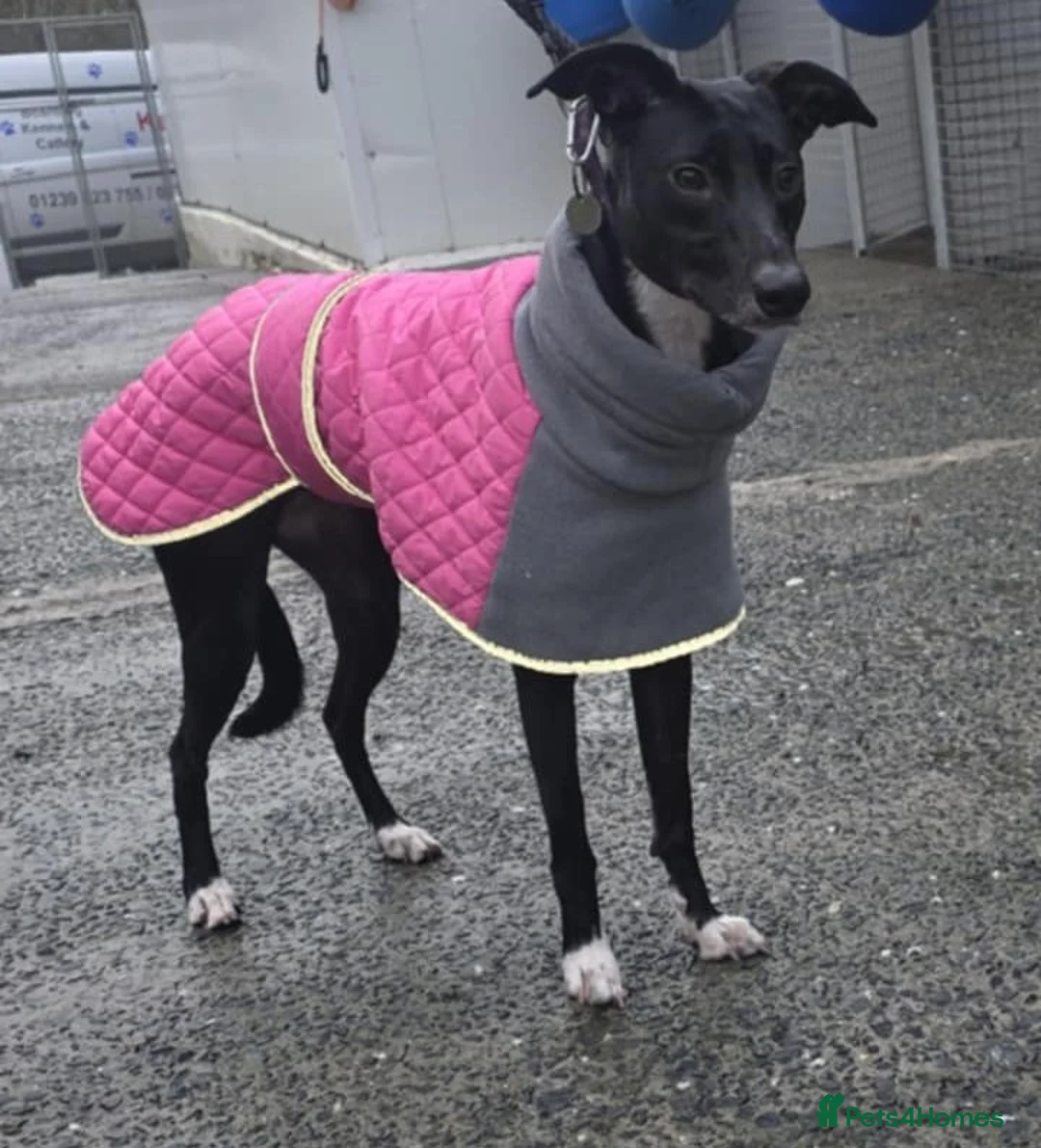 Lurcher dogs for adoption: MEG 16 month Whippet Lurcher - Advert 2