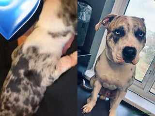 American Bulldog dogs 1 year old American bulldog merl/brindle colour - Advert 3