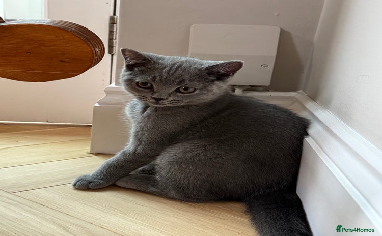 British Shorthair cats - Advert 9