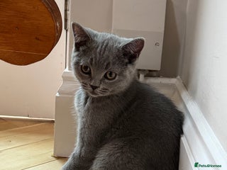 British Shorthair cats - Advert 10