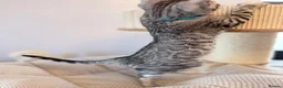 Bengal cats for sale: Exceptional Bengal Kittens Ready Now  - Advert 21