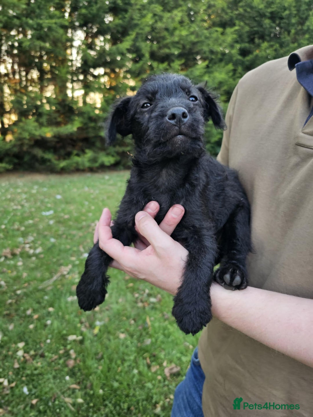 Patterdale Terrier dogs for sale: 2 Adorable Farm-Bred Girls.  - Image 3